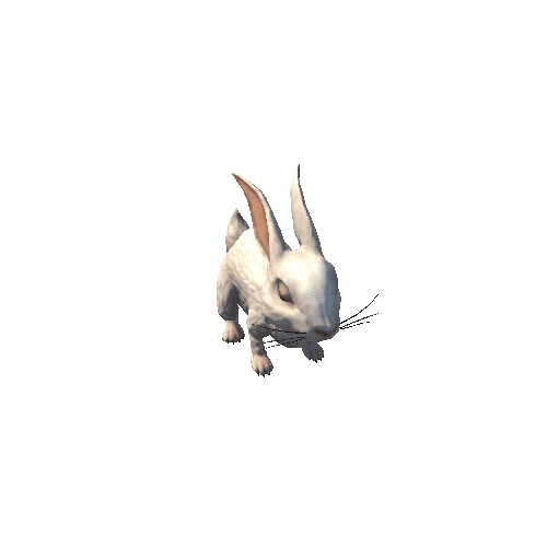 Rabbit (3)